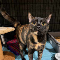 Photo of Cleo