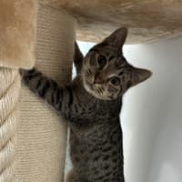 Photo of Pippin