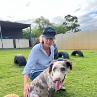 Photo of Buddy   2 Year Old Poodle X Border Collie