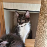 Photo of C1408 Kosmo