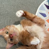 Photo of Daphne
