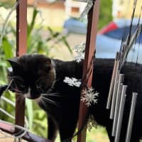Photo of Sylvester