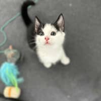 Photo of Dumpling