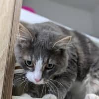 Photo of 🏹 Asterix 5429 🏹