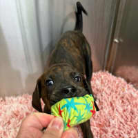 Photo of Hershey