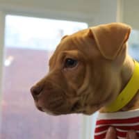 Photo of Lulu