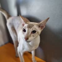 Photo of Astra