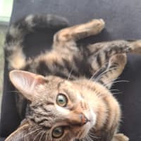 Photo of Flintavious 