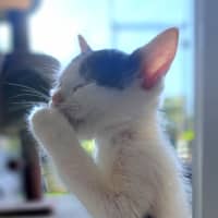 Photo of C1444 Spotty