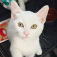 Photo of Smudge