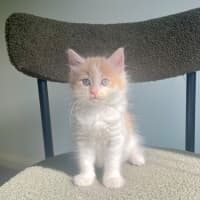 Photo of Primrose