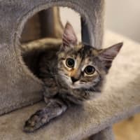 Photo of Charlie   4 Month Old Domestic Medium Hair