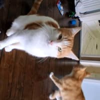 Photo of Mittens 