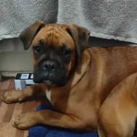 Photo of Boxer Puppies