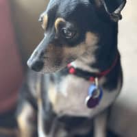 Photo of Valo   3 Year Old Fox Terrier X