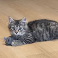 Photo of Molly