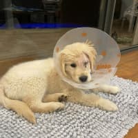 Photo of Willow