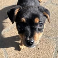 Photo of Chico
