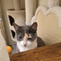 Photo of Odina 