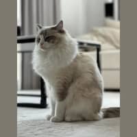 Photo of Loki