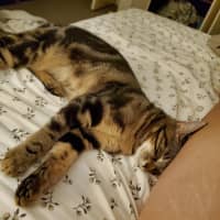 Photo of Miffy   Located In Coburg