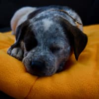 Photo of Sully