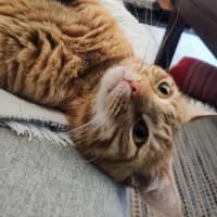 Photo of Ralphie 