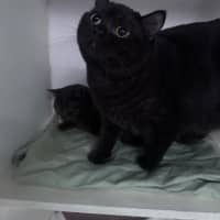 Photo of Teddy & Mala 