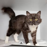 Photo of Sir Scruffy