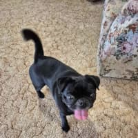 Photo of Toby