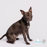 Photo of Letti   2 Year Old Boston Terrier X Staffy