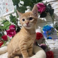 Photo of Bernard Armstrong 