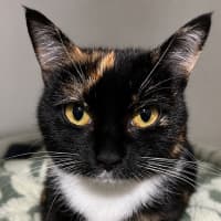 Photo of Stella