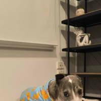 Photo of Pebbles