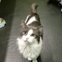 Photo of Kit