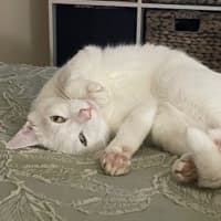 Photo of Leo