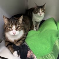 Photo of Milo (Bonded To Millie)