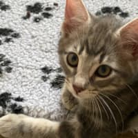 Photo of Earl Grey Meet Me At Pet Stock Carrum Downs