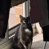 Photo of Macavity