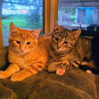 Photo of Sprinkles