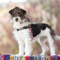 Photo of Benji