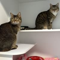Photo of Snipps (Bonded To Nala)
