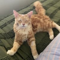 Photo of Nacho (Ginger)