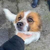 Photo of Lucky (Bonded With Tinker)