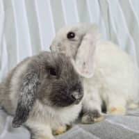 Photo of Pistachio & Truffle (Located Wantirna South) 