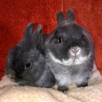 Photo of Fig & Trixie