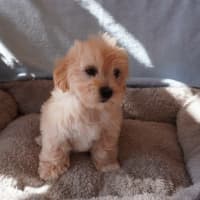 Photo of Butter