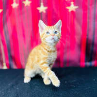 Photo of Cheeto (Located In Preston)