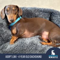 Photo of Loki   4 Year Old Miniature Dachshund