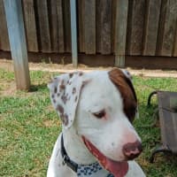 Photo of Wesson 